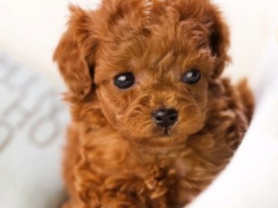 Toy Poodle wanted