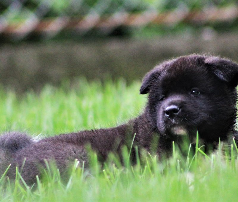American Akita Puppies Looking for Best Home