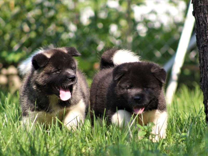 American Akita Puppies Looking for Best Home