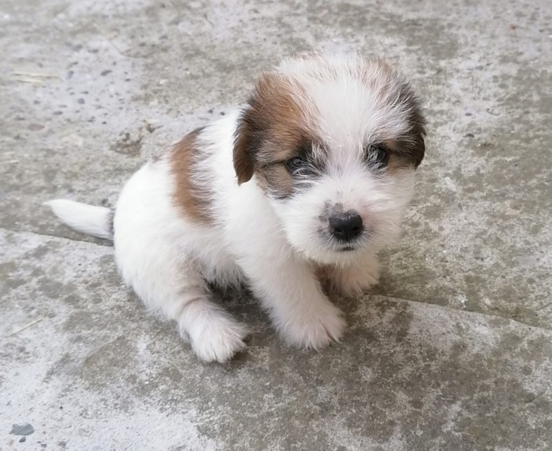 Puppies Jack Russell terrier