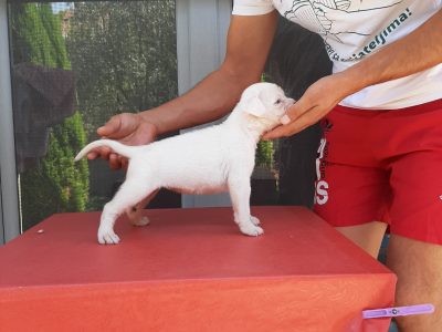 Deutscher Boxer Puppies for Sale