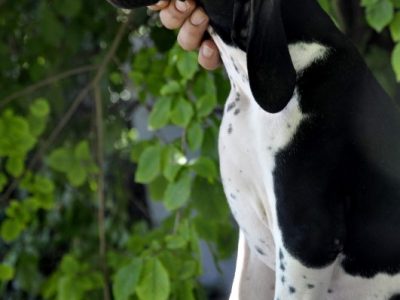English pointer puppy for sale