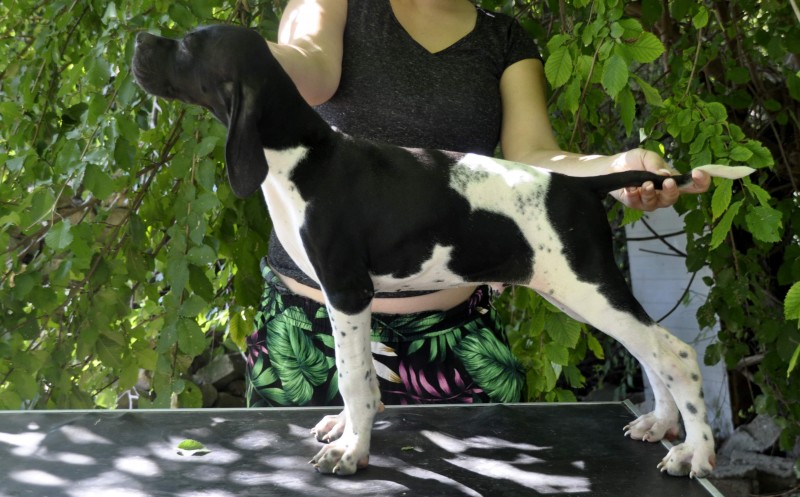 English pointer puppy for sale