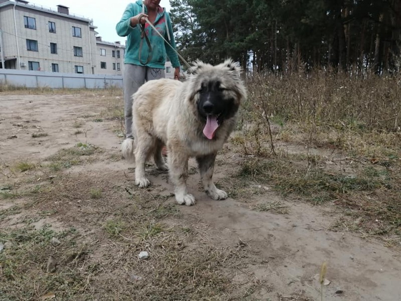 JHC RUS, ch RKF | Caucasian Shepherd Dog