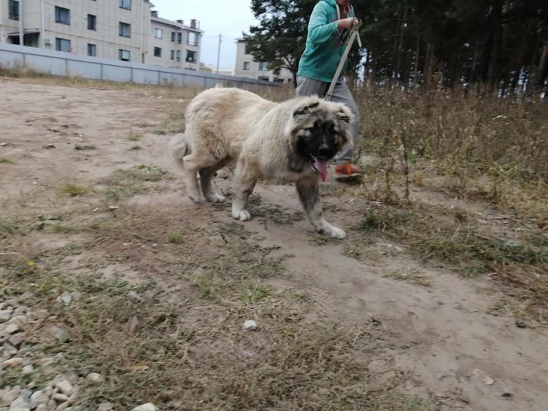 JHC RUS, ch RKF | Caucasian Shepherd Dog