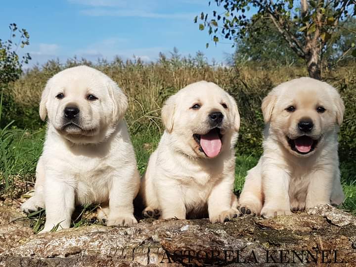 Exceptional Labrador retrievers puppies