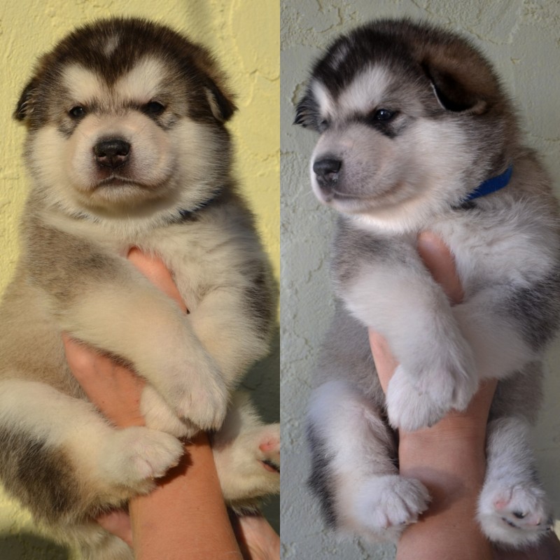Pedigree and high-quality seal-colored Puppies | Alaskan Malamute