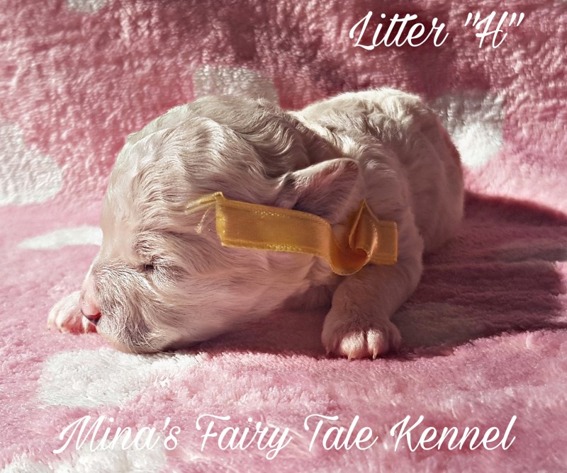 Beautiful Bichon Frise puppies from Mina's Fairy Tale kennel