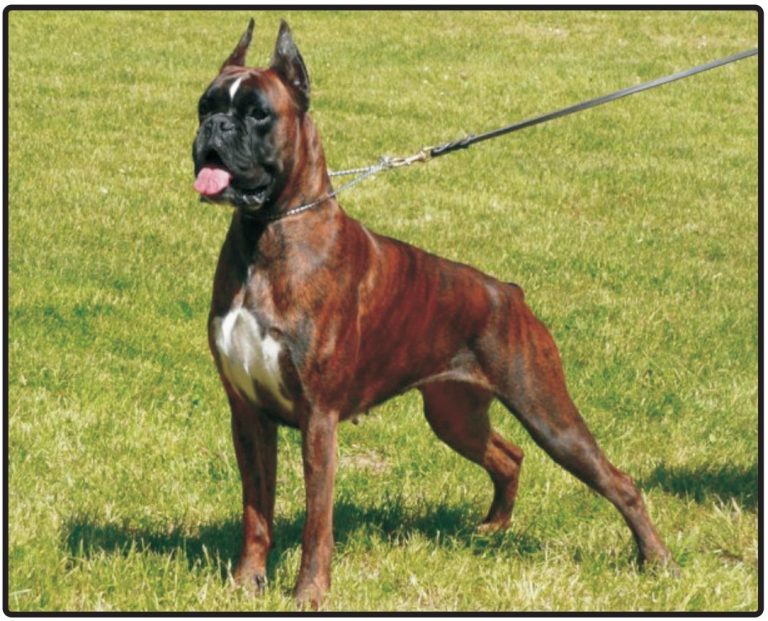 Deutscher BoxerPuppies and Dogs for Sale Dogs Jelena
