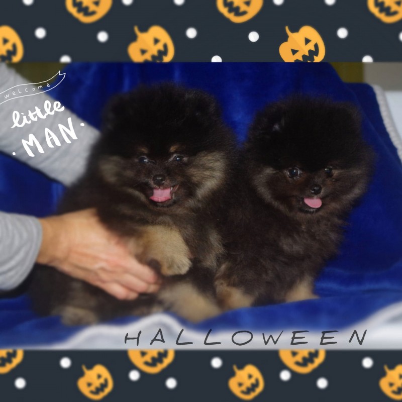 Pomeranian boys looking forever home