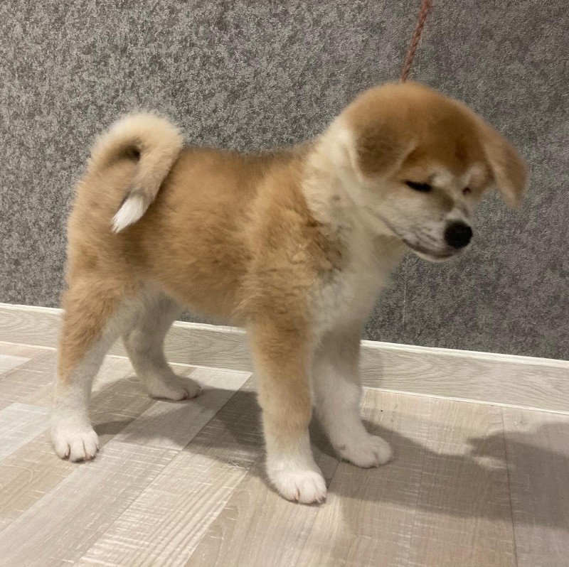 Akita Inu Puppy for Sale