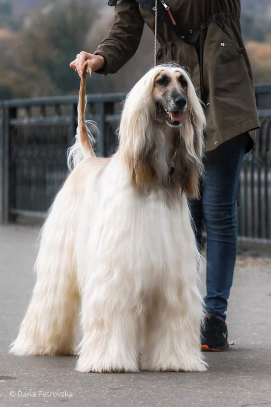 AFGHAN HOUND Top Quality Puppies