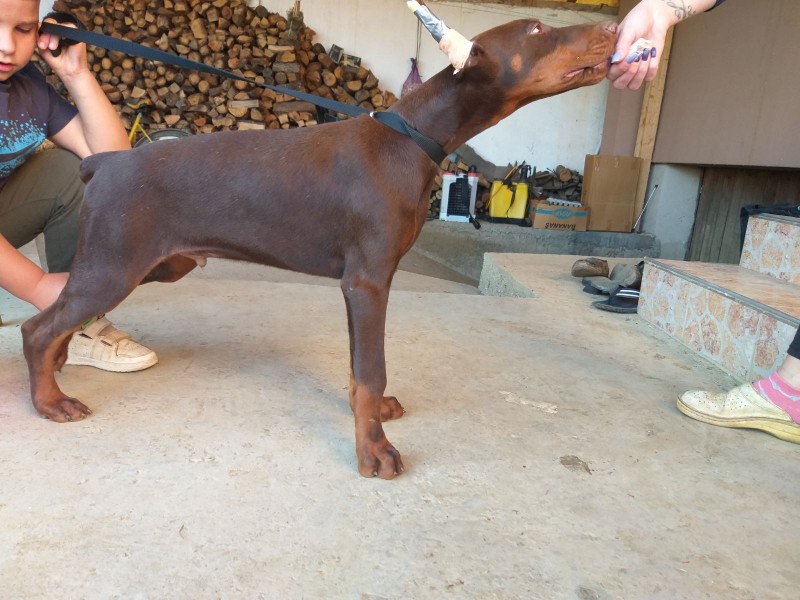 A 4 month old Dobermann puppy with copied ears and tails