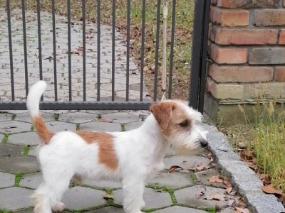 Wire-haired Jack Russell terrier