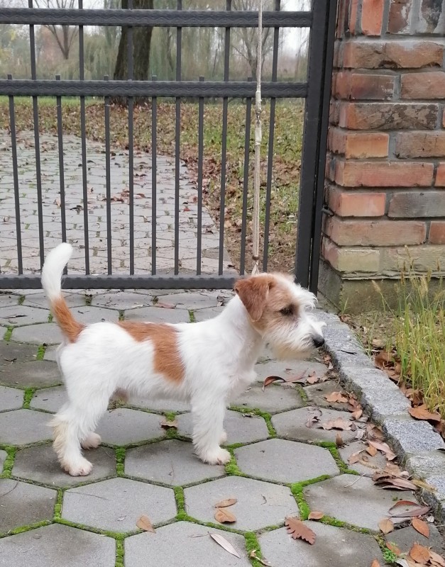 Wire-haired Jack Russell terrier