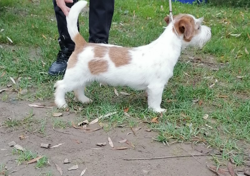 Male broken Jack Russell terrier