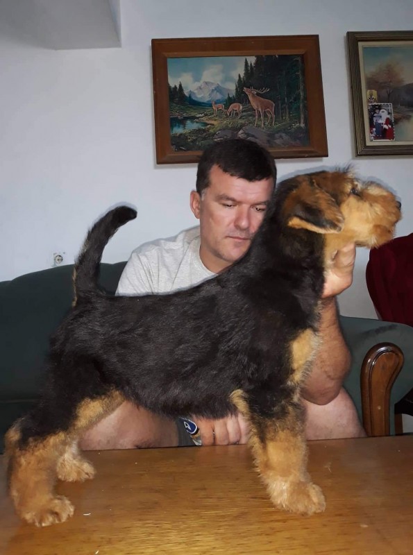 AIREDALE TERRIER