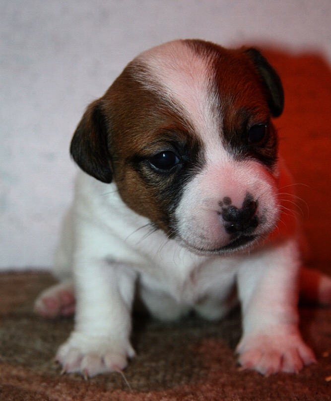 Jack russell terrier puppies