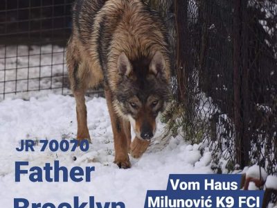 Puppies of Czechoslovakian wolf dog, first chosen male and female.