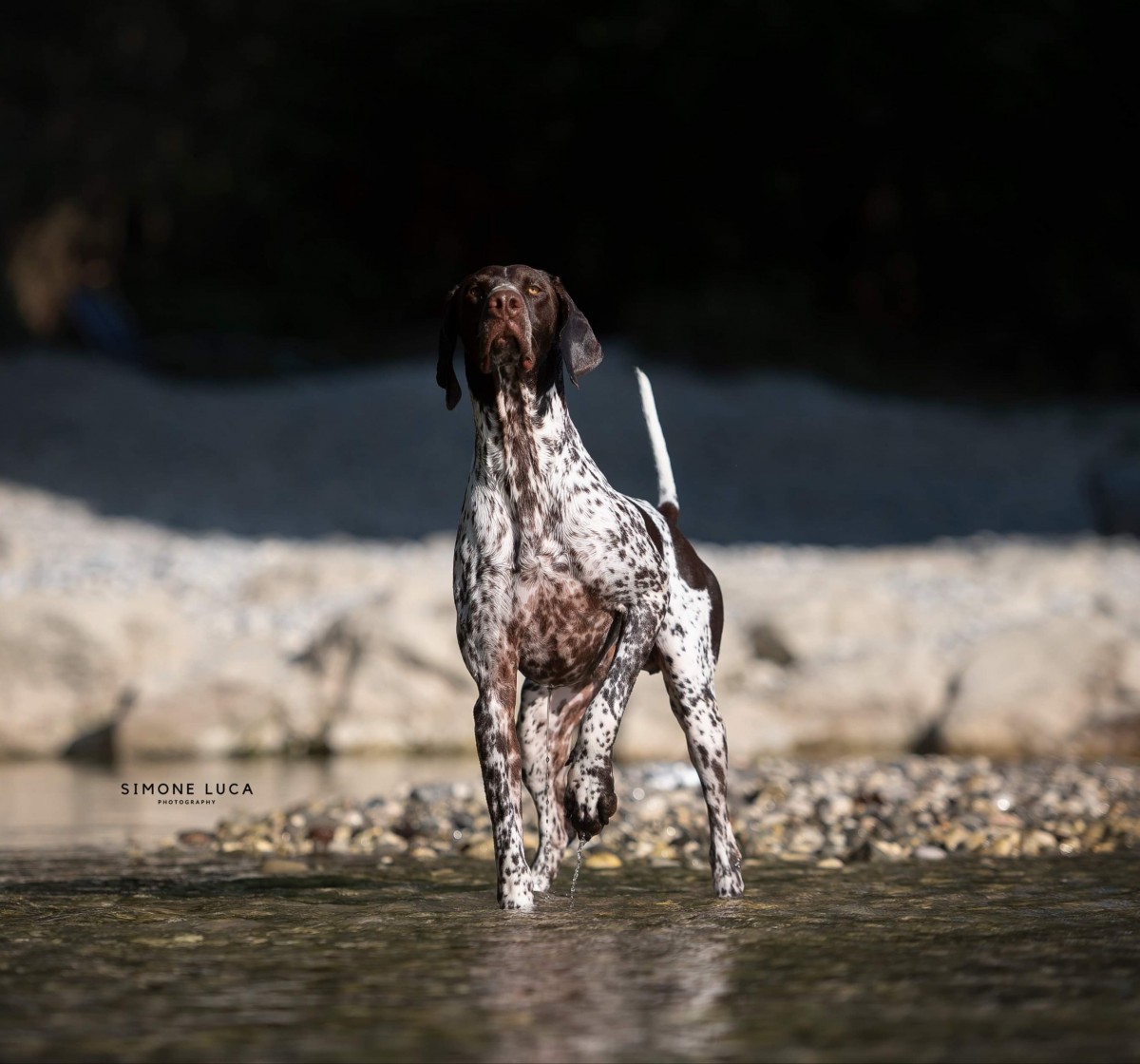 New Litter-GERMAN SHORTHAIRED POINTING DOG