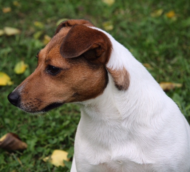 Jack russell terrier puppies