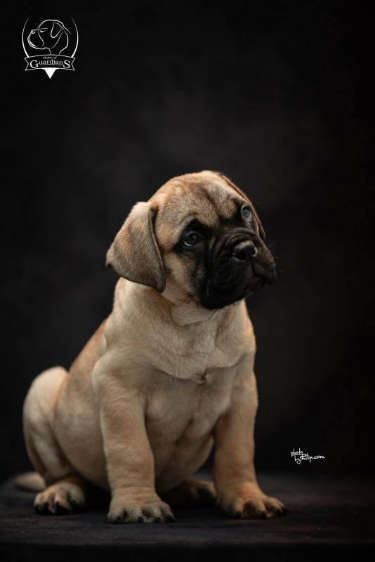Bullmastiff pups from Home of Guardians kennel
