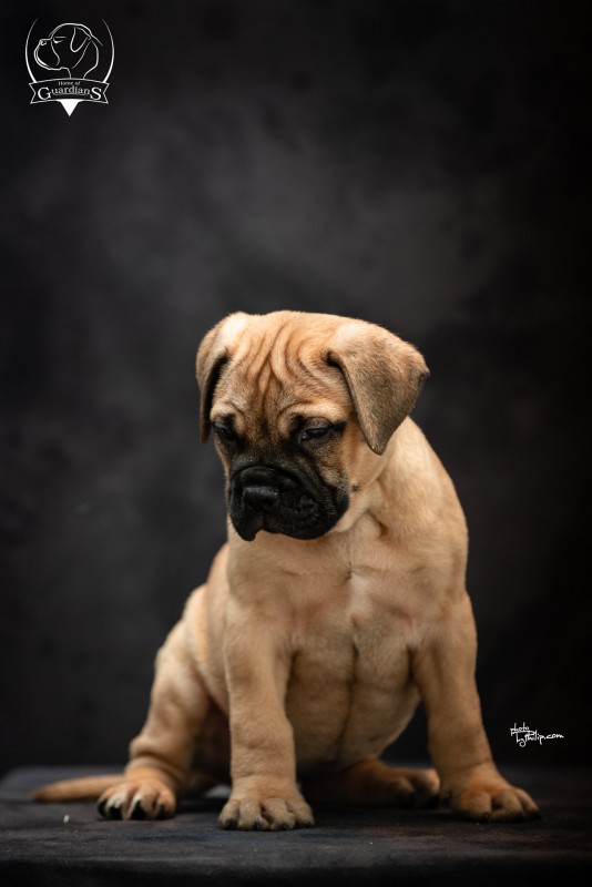 Bullmastiff pups from Home of Guardians kennel