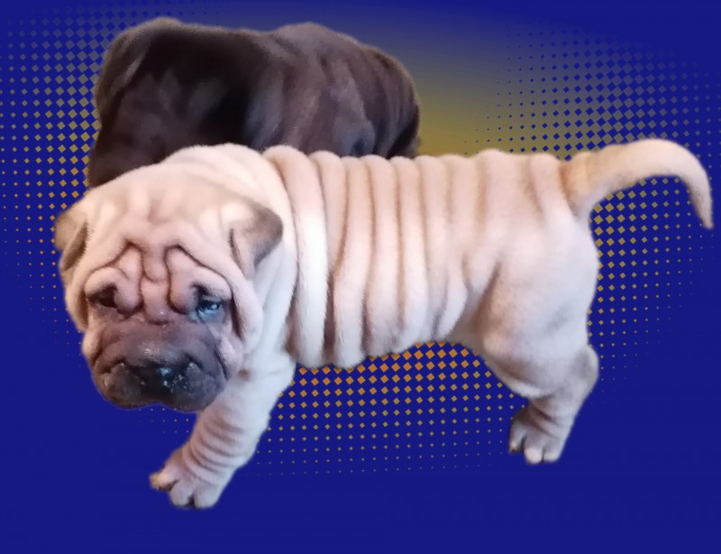 Available Shar Pei Puppies