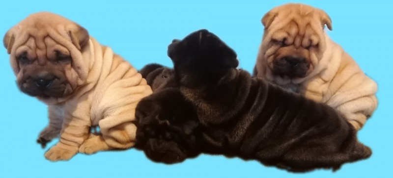 Available Shar Pei Puppies