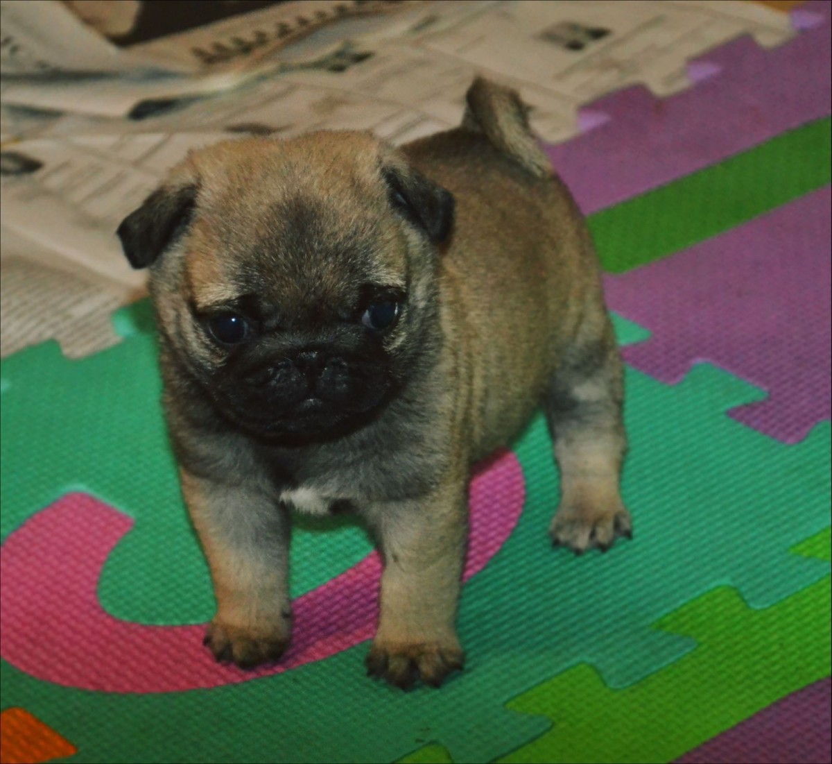 Pug puppies top quality