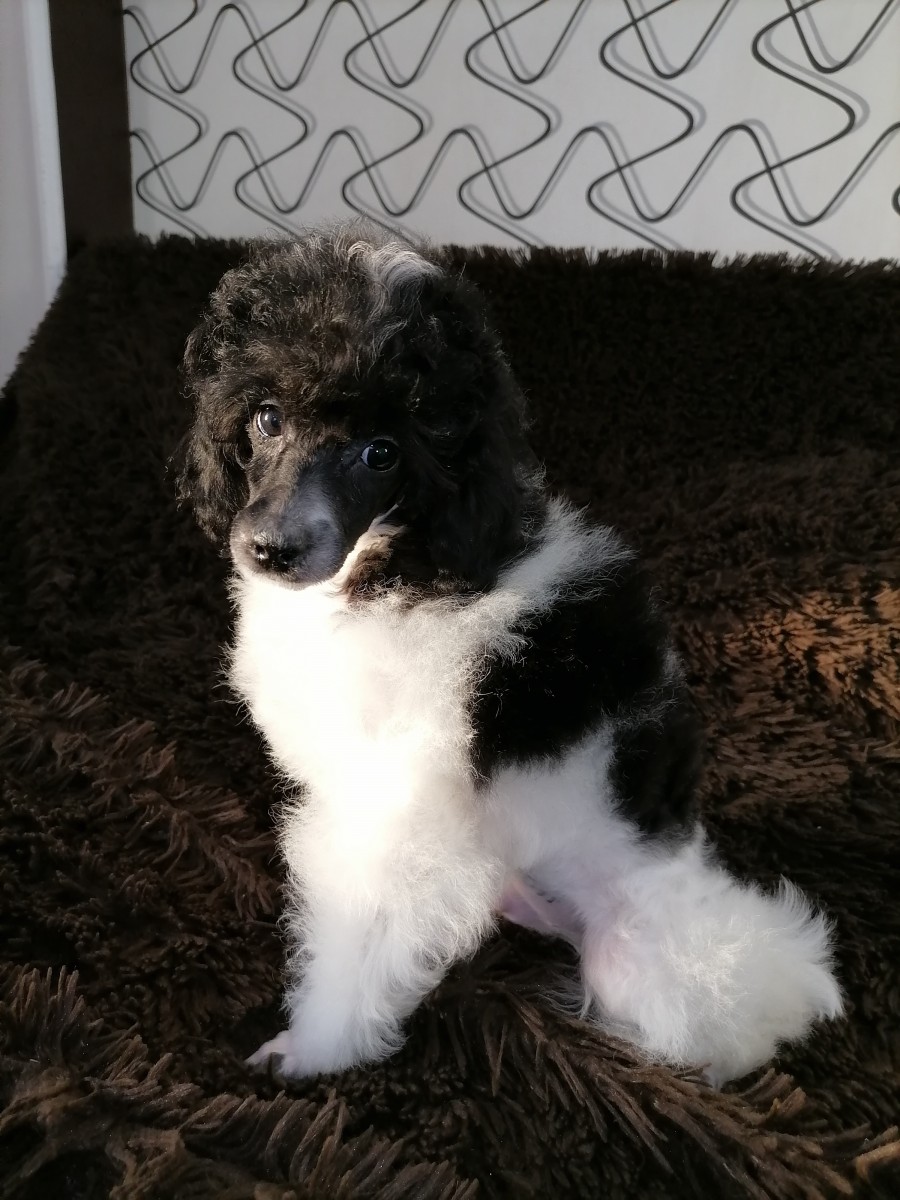 Harlequin Poodle Puppies