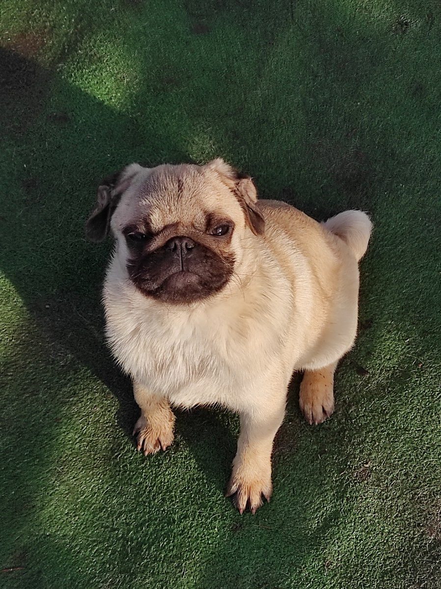 Pug puppies FCI available