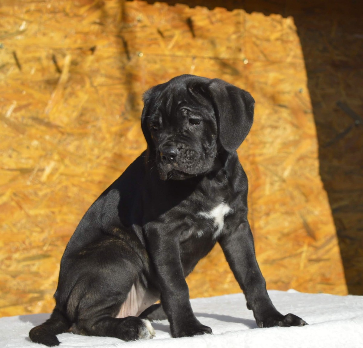 Beautifull female puppy looking for new home | Cane Corso