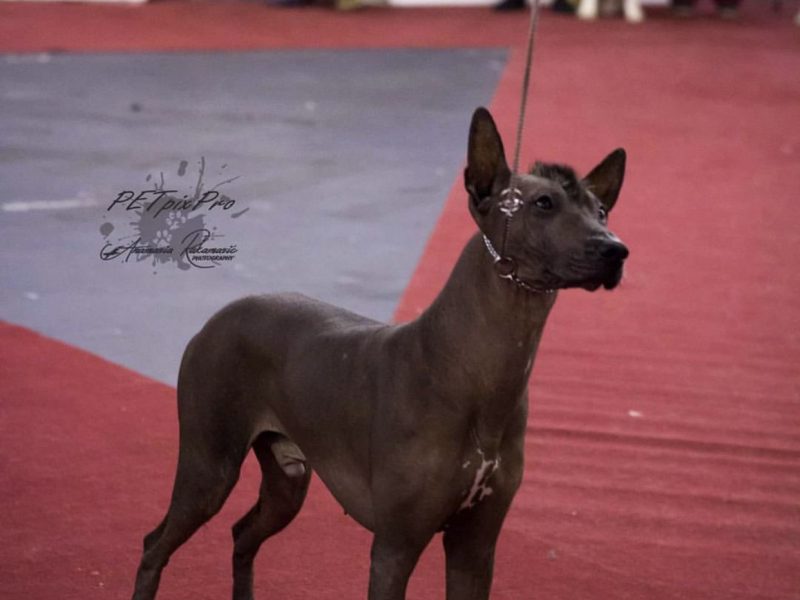 Champion of Srb, Bih and Cro-PERUVIAN HAIRLESS DOG