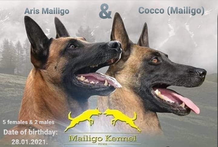 BELGIAN SHEPHERD DOG Malinois Puppies
