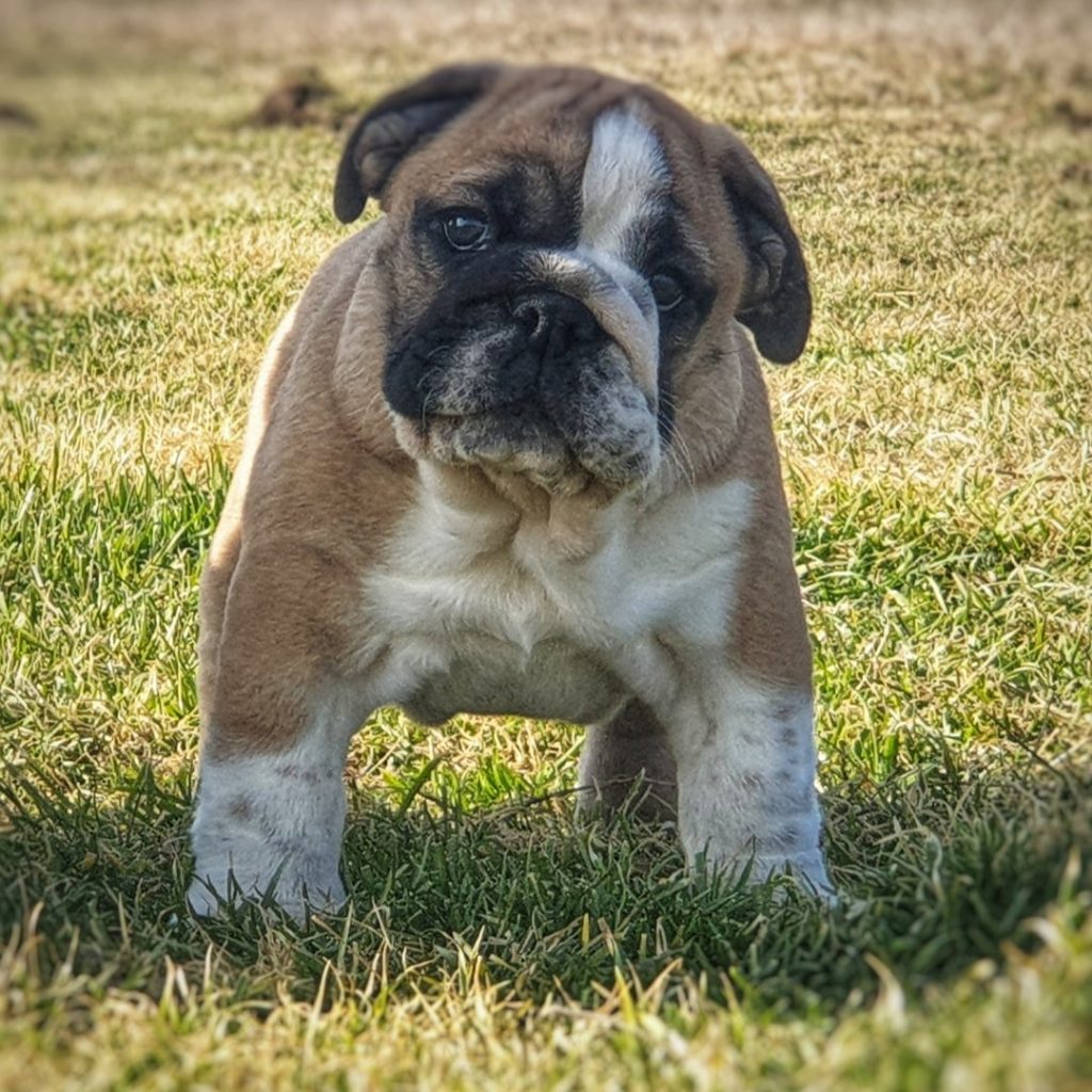 English Bulldog Dogs Jelena Dog Shows