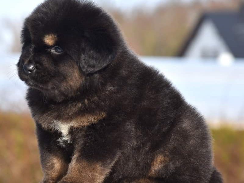 Tibetan mastiff top quality standard puppies