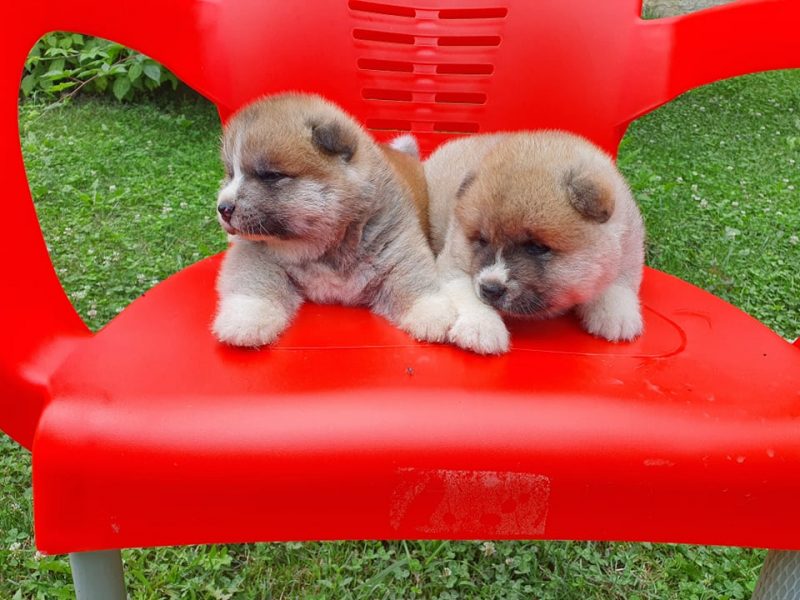 Japanese Akita Inu Puppies