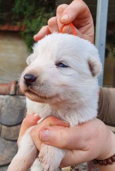 White Swiss Shepherd Dog (Litter L) - Reservations
