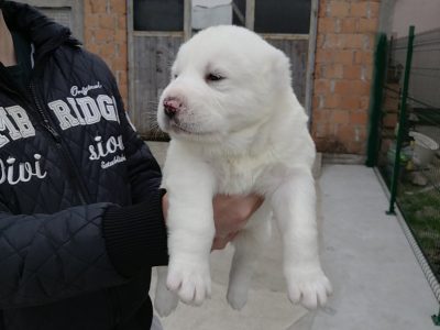 Male puppy 32 days old available for reservation | CENTRAL ASIA SHEPHERD DOG