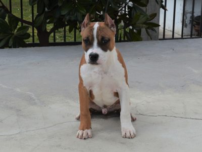 Male puppy, show quality AMERICAN STAFFORDSHIRE TERRIER