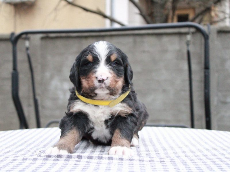 Puppies for sale Bernese Mountain Dog