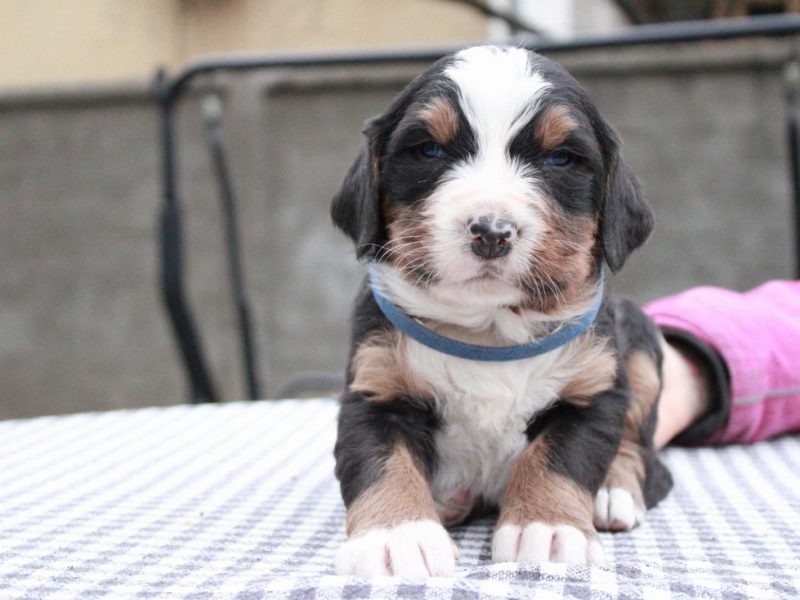 Puppies for sale Bernese Mountain Dog