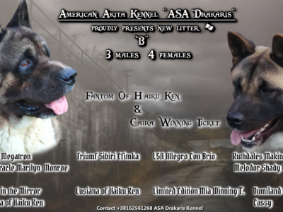 American Akita puppies for sale!!