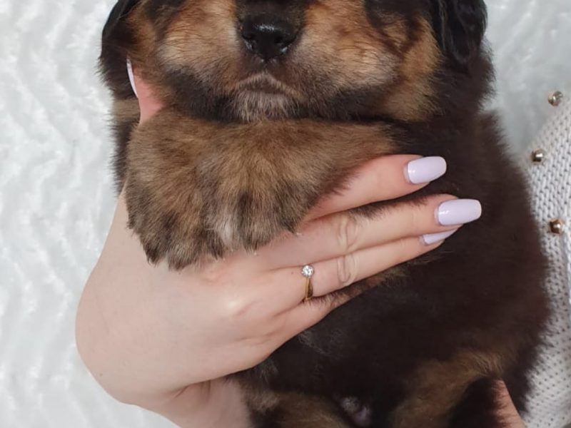 Tibetan Mastiff FCI puppies for sale!