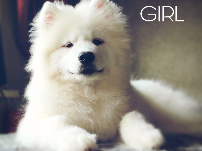 Samoyed Puppies