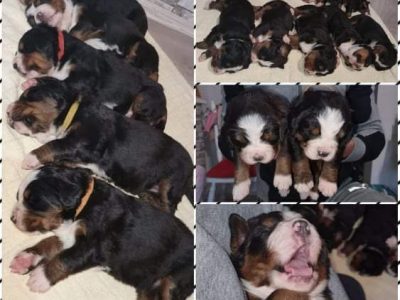 Bernese Mountain Dog Puppies for sale