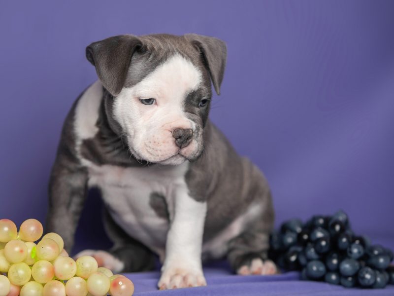 Available American bully