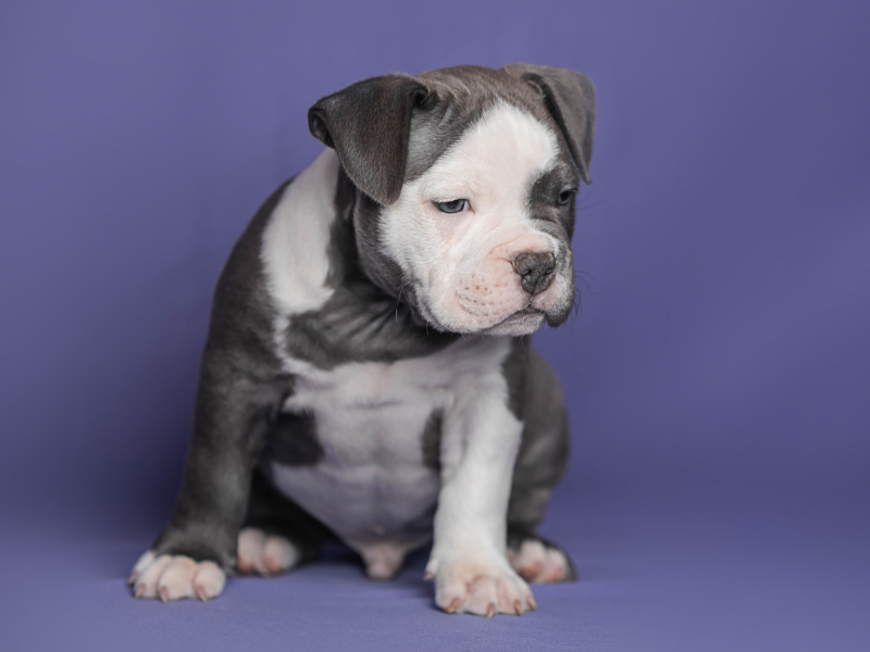 Available American bully