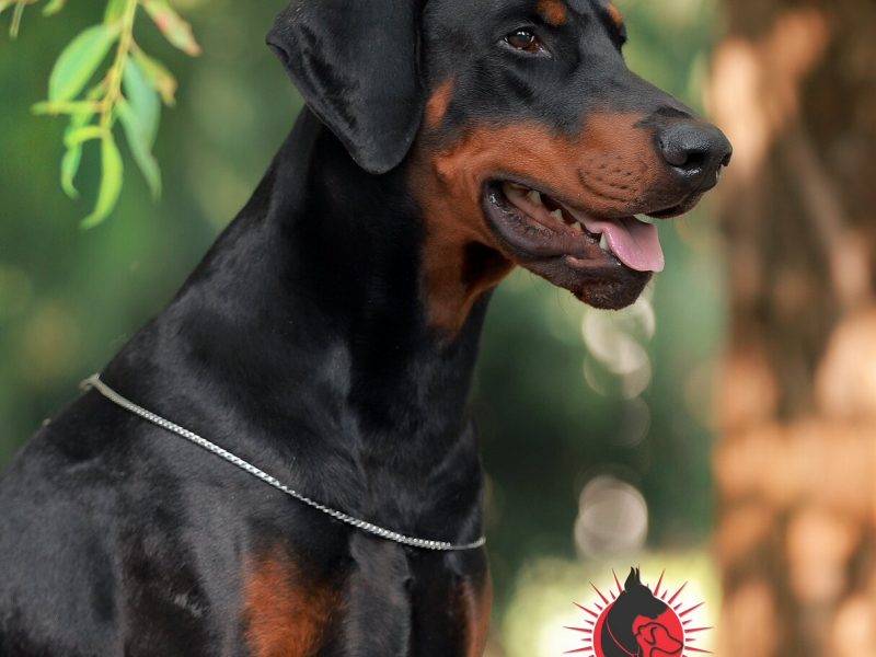 Dobermann Male with documents for sale